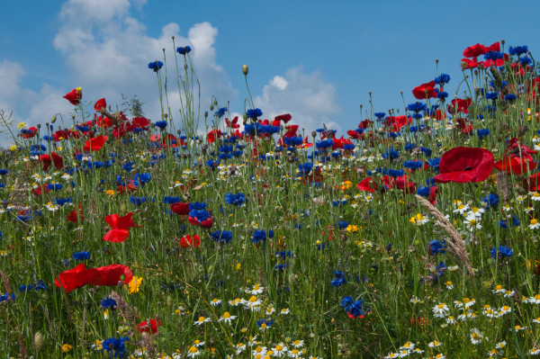 Eine bunte Wiese mit roten Mohn- und blauen Kornblumen.