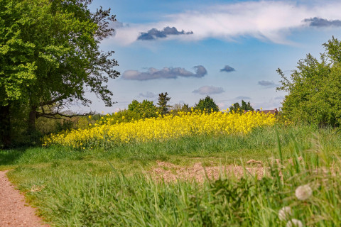 Rapsfeld