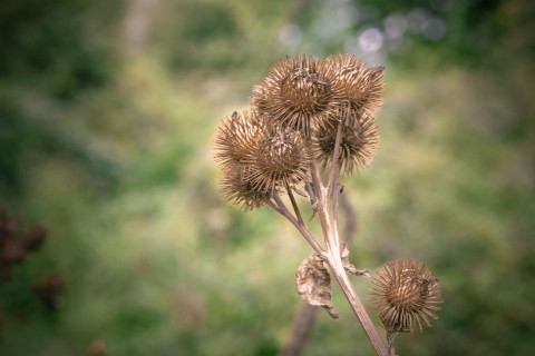 Herbstdistel