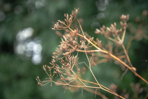 Herbst