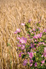 Kornfeld im August