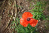 Mohnblume im Sommer