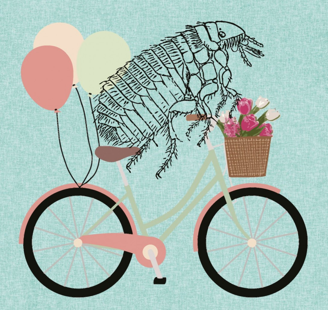 Ein Floh auf einem Fahrrad. Das Fahrrad hat vorne Blumen im Korb und hinten Luftballons angebunden.